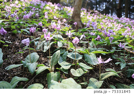 【兵庫県】　丹波市　氷上町　春の朝日の中に光るカタクリの花 75331845