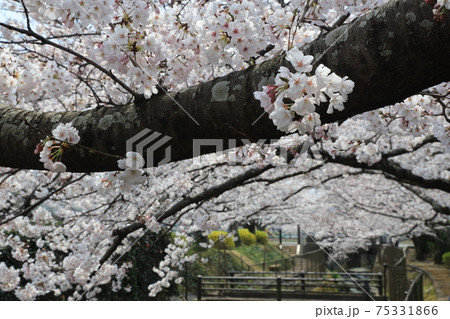 【兵庫県】　小野市　春と川と桜 75331866