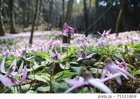 【兵庫県】 丹波市 氷上町 春の朝日の中に光るカタクリの花 【兵庫県】 丹波市 氷上町 春の朝日の中に光るカタクリの花 75331869