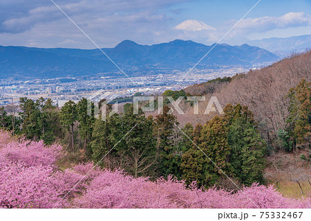 （神奈川県）河津桜咲く、おおいゆめの里から望む富士山 75332467