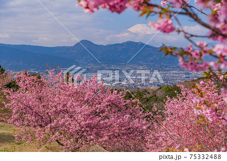 （神奈川県）河津桜咲く、おおいゆめの里から望む富士山 75332488