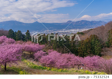 （神奈川県）河津桜咲く、おおいゆめの里から望む富士山 75332524