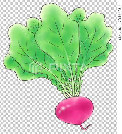 Red turnip / line 1 color Red turnip / line 1 color 75332563