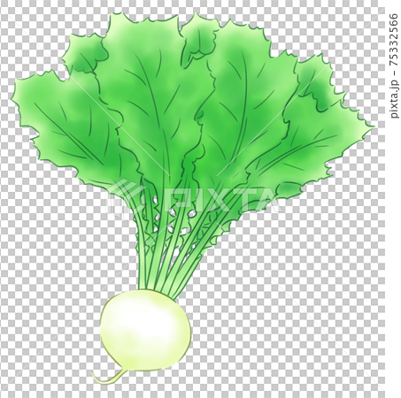 turnip turnip 75332566