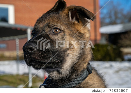 A close-up dog portrait of a ten weeks old German Shepherd puppy. 75332607