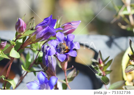 キキョウの蜜を吸うトラマルハナバチ 75332736