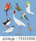 Vector illustration of birds from different continents 75333008