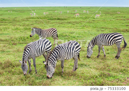 アフリカ 野生のシマウマ アフリカ 野生のシマウマ 75333100