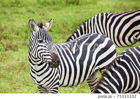 アフリカ 野生のシマウマ 75333102