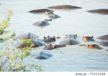 アフリカ　野生のカバ 75333289