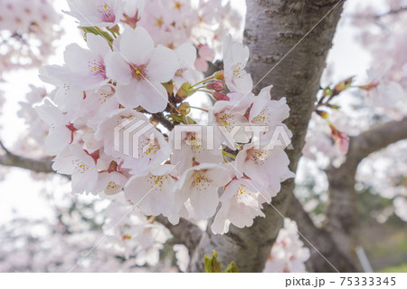 夕方の逆光の満開の桜 夕方の逆光の満開の桜 75333345