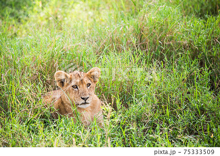 アフリカ 野生のライオンの写真素材