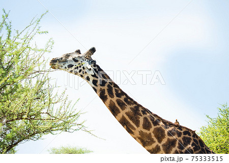 アフリカ 野生のキリン アフリカ 野生のキリン 75333515
