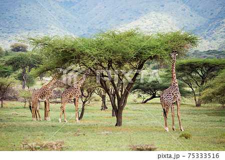 アフリカ　野生のキリン 75333516