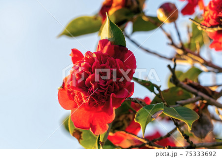 八重咲の椿の花 八重咲の椿の花 75333692