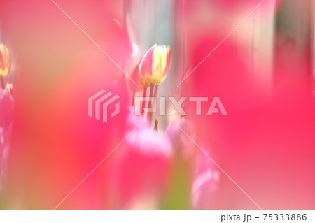 チューリップ 75333886