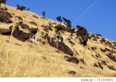 阿蘇 南外輪山「一の峰・二の峰」 ファミリー登山の人気コース 阿蘇 南外輪山「一の峰・二の峰」 ファミリー登山の人気コース 75333905