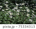 東京都板橋区、区の花「ニリンソウ」が東京都立、赤塚公園に群生していました 75334313