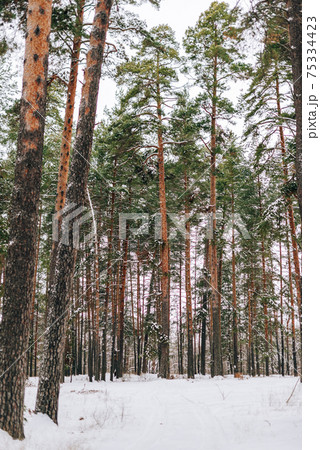 Landscape of a snow-covered pine forest in a snowfall 75334423