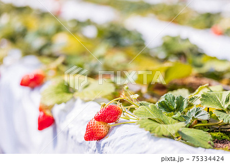 食べ頃になった、いちご狩り園のいちご　とちおとめ 75334424