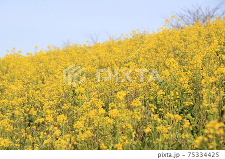 菜の花畑 75334425