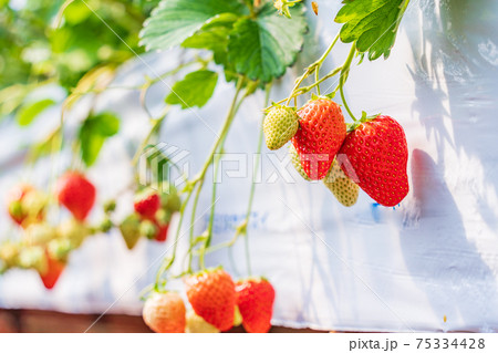食べ頃になった、いちご狩り園のいちご　とちおとめ 75334428
