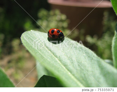葉っぱの上のてんとう虫 葉っぱの上のてんとう虫 75335071