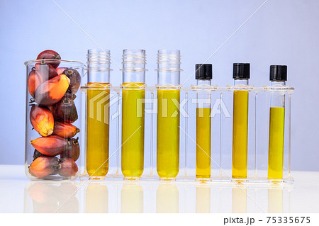 Oil palm fruits with biofuel in beaker test tubes in laboratory in blue background 75335675