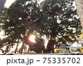 小豆島の土庄町に有る特別天然記念物、宝生院のシンパクで、夕日が木の中に輝いて見える 75335702