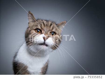tabby white cat making funny face with copy space tabby white cat making funny face with copy space 75335852