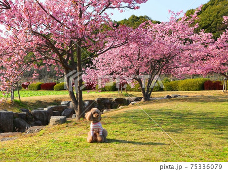 佐賀市金立公園河津桜見頃 75336079