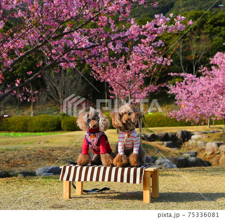 佐賀市金立公園河津桜見頃 75336081