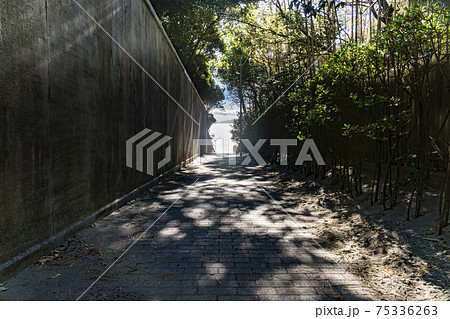 海へと続く映画のワンシーンような緑に囲まれた道 75336263