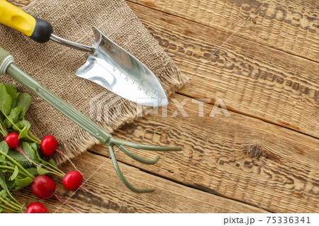 Ripe red radishes with garden tools on sackcloth and wooden boards. 75336341