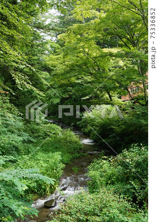 矢ヶ崎川　軽井沢　長野　佐久　 75336852