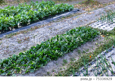 畑　冬野菜 75336929
