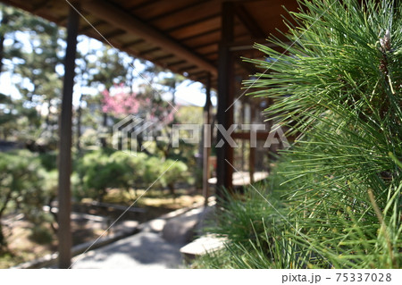 茅ヶ崎市 氷室椿庭園にある旧氷室家住宅主屋 茅ヶ崎市 氷室椿庭園にある旧氷室家住宅主屋 75337028