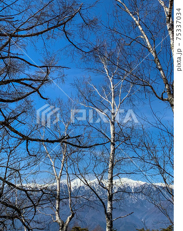 山と木々と雪 山と木々と雪 75337034