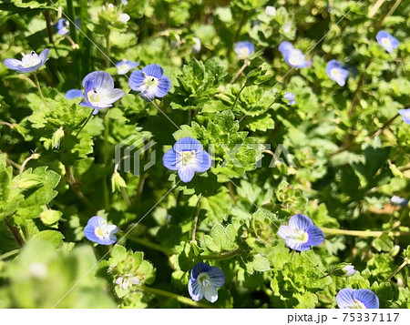オオイヌフグリ　可愛い青い花　Veronica persica  75337117
