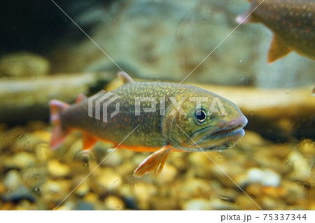 ニッコウイワナ　日光岩魚　日光岩穴魚　魚 75337344