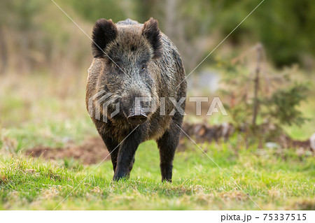 イノシシ 写真素材 [5422637] - フォトライブラリー イノシシ 猪 野生