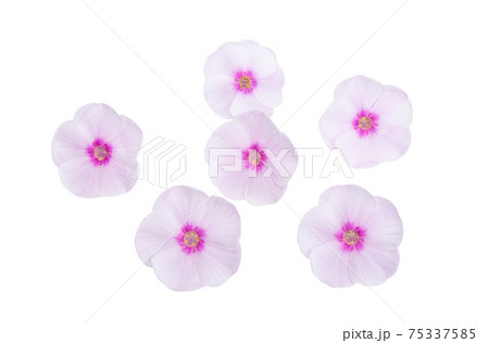 phlox flower isolated 75337585