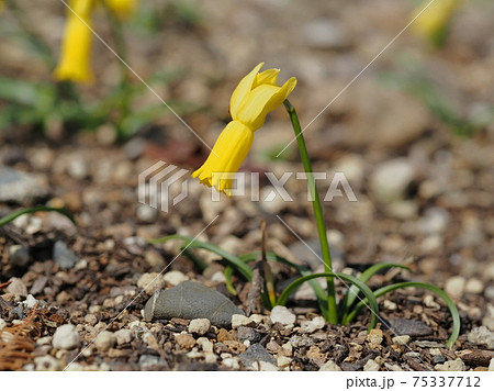ナルキッスス・キクラミネウスの花 75337712