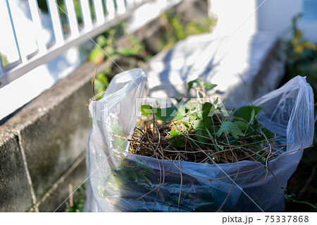 庭の片付けの写真素材 [74882565] - PIXTA