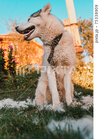 Dog shedding, combing and caring for the dog in the yard. 75338909