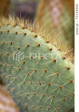 CANARY ISLANDS LANZAROTE CACTUS 75339900
