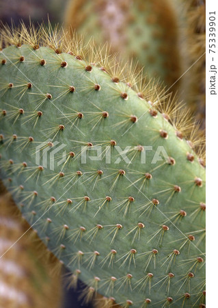 CANARY ISLANDS LANZAROTE CACTUS 75339901
