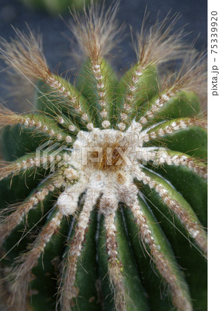 CANARY ISLANDS LANZAROTE CACTUS 75339920