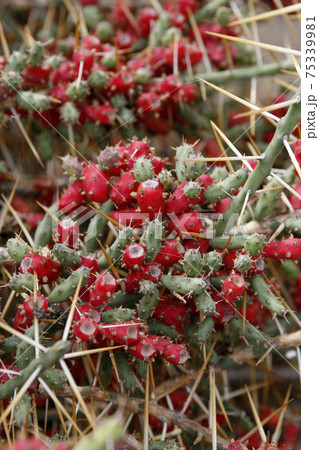 CANARY ISLANDS LANZAROTE CACTUS 75339981