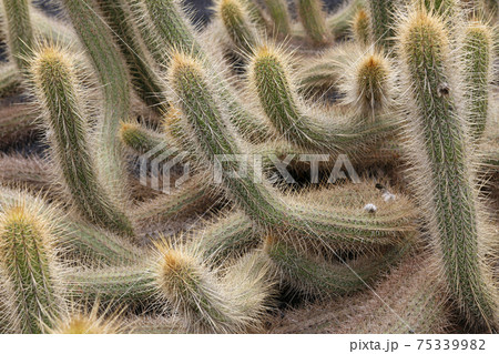 CANARY ISLANDS LANZAROTE CACTUS 75339982